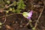 Longstalk cranesbill